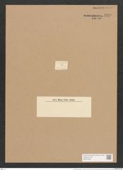 Achnanthes lanceolatus var. dubia Grun. (de-Toni-Nr.: Genus 43, Species 1969) Zeichnungen Sammlung Grunow Nr. 3889 (NHMW-BOT-W0371609)